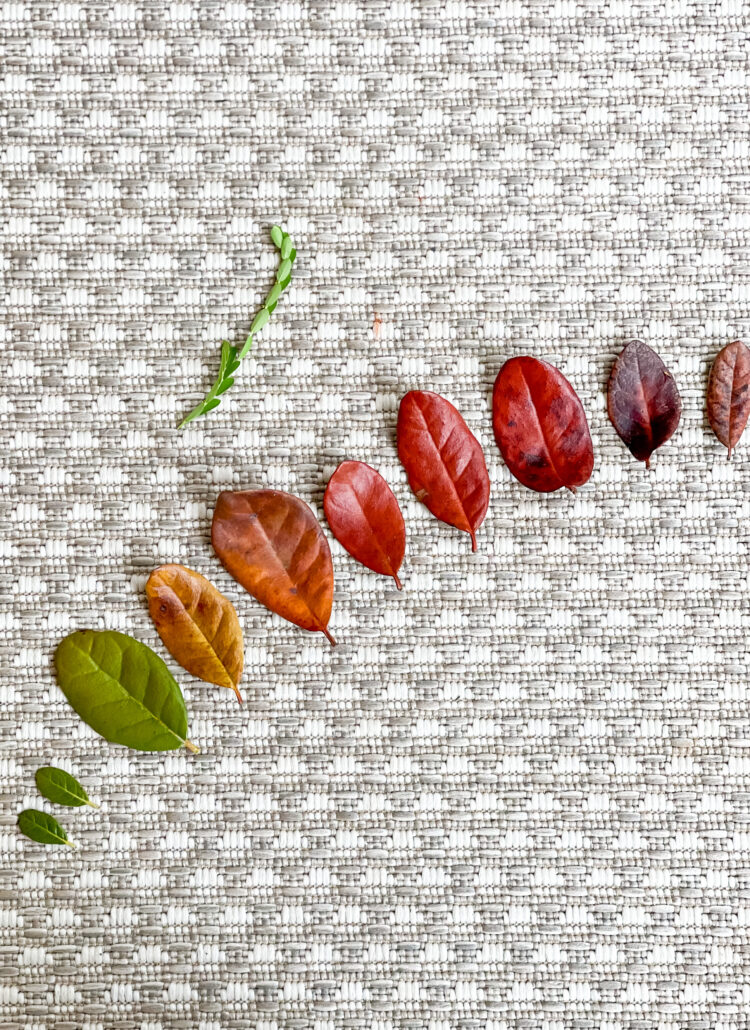 Leaves arranged on a woven rug by two children, from green through gold to deep red.