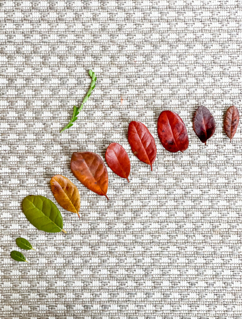 Leaves arranged on a woven rug by two children, from green through gold to deep red.