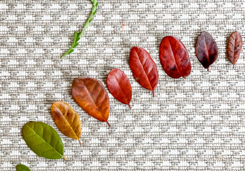 Leaves arranged on a woven rug by two children, from green through gold to deep red.